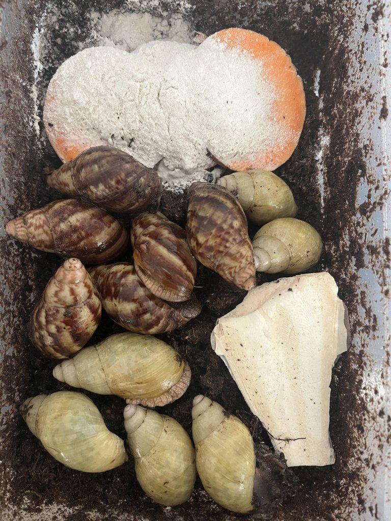 Africký šnek - mláďata