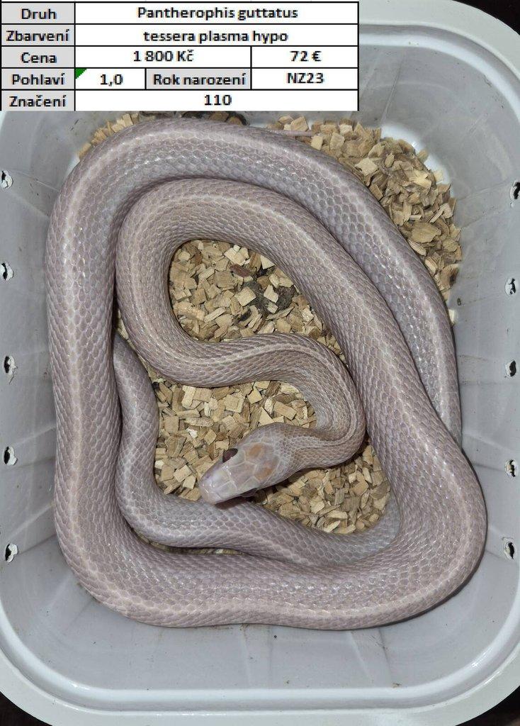 Pantherophis guttatus