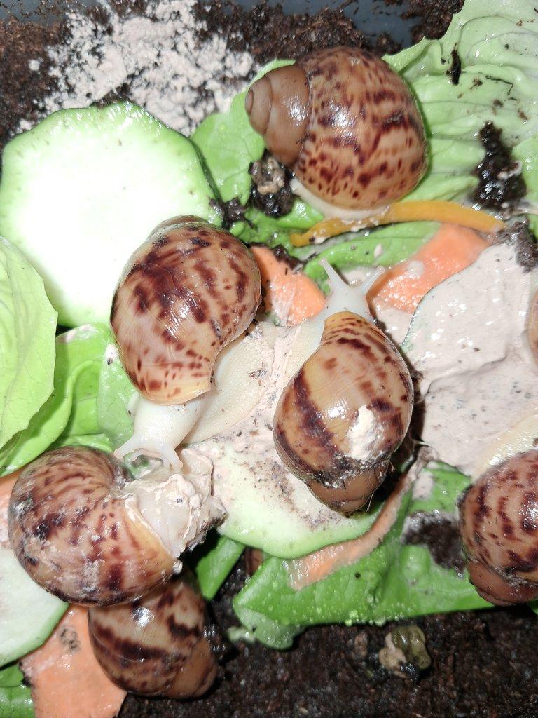 Archachatina marginata ovum Nigeria albino body F2 a dark body F2