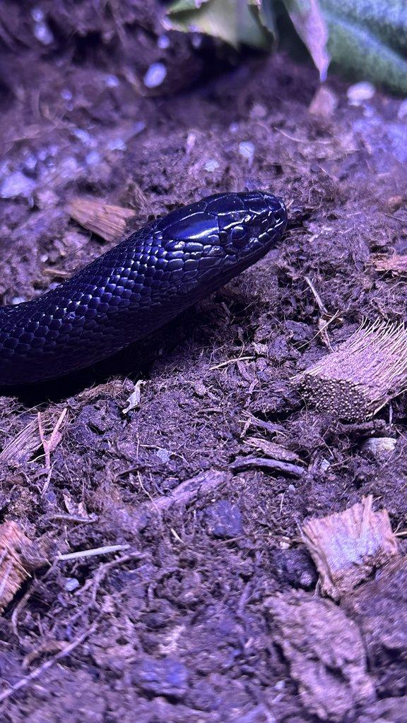 1.1 Lampropeltis getula nigrita A nějaký terária