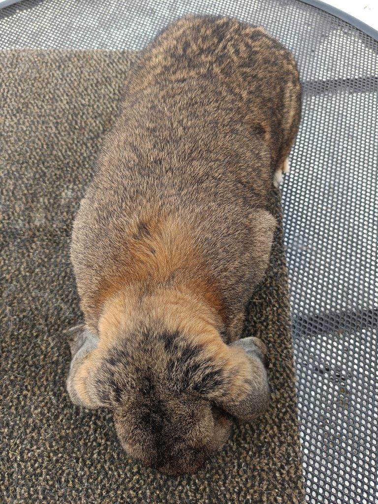 Francouzský beran divoký