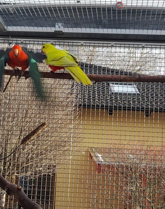 papoušek královský štěpitelný na žluté