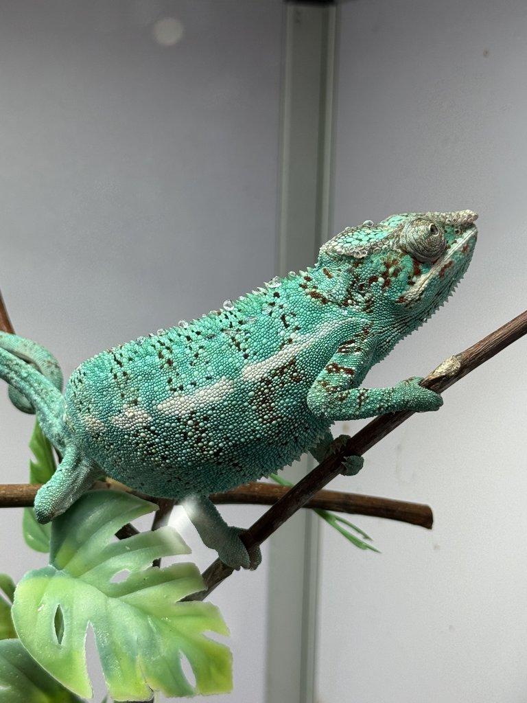 Nosy be samci 💙 Nosy be samice ❤️