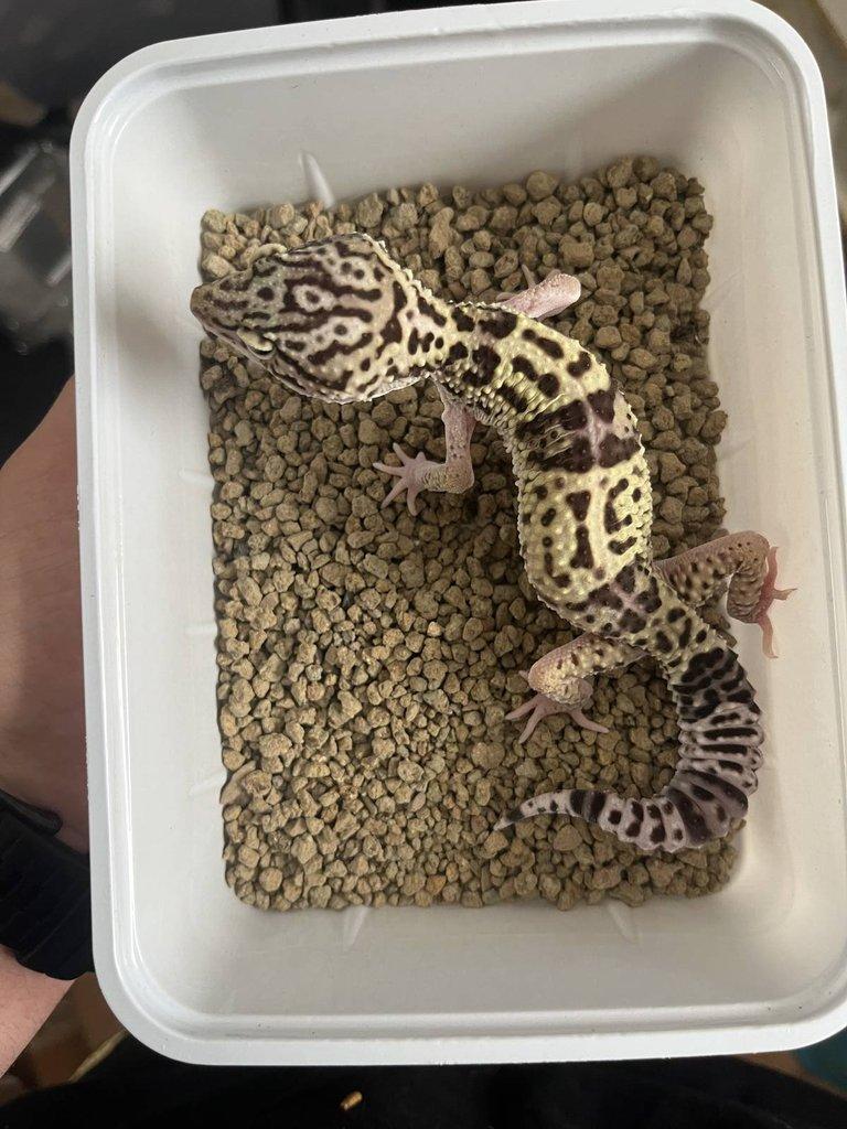 0.0.4 Phelsuma graandis HR