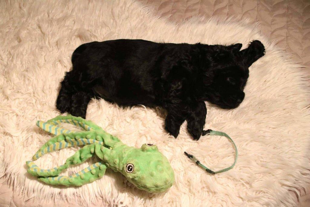 Anglický kokršpaněl s PP - 2 volní pejsci