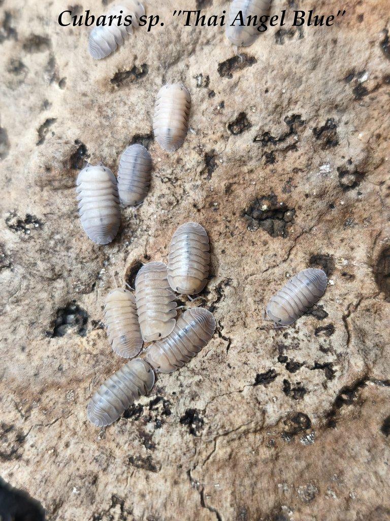 ISOPODY·STÍNKY - Bulk/balíčky - posílám