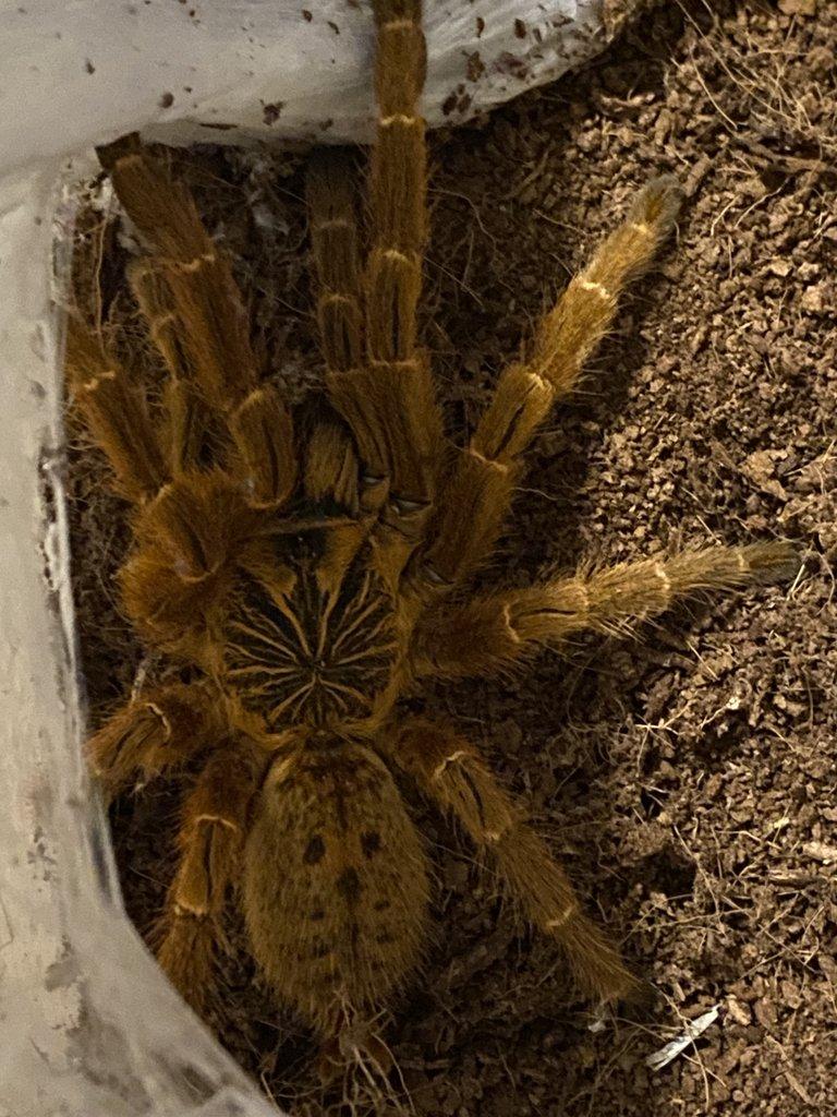 samici P. Murinus RCF