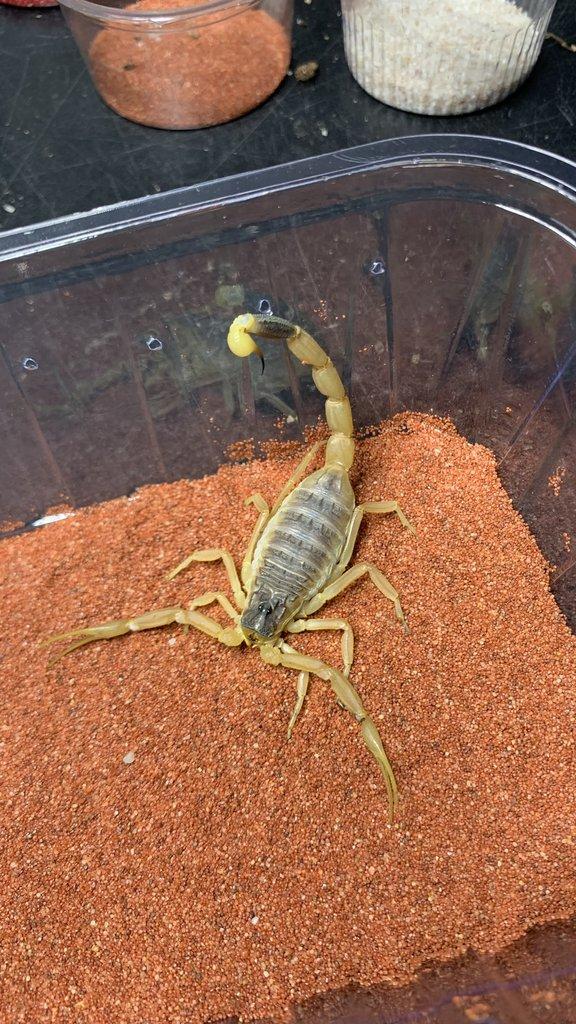 Štíři - aktuální nabídka 13.11