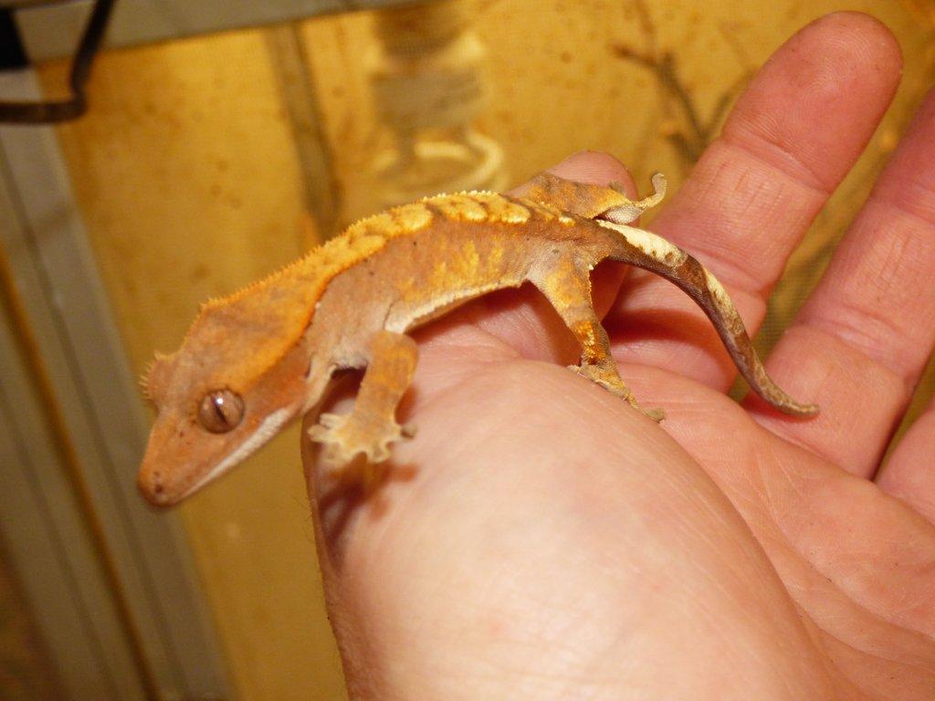 Pagekon řasnatý (Coreolophus ciliatus)