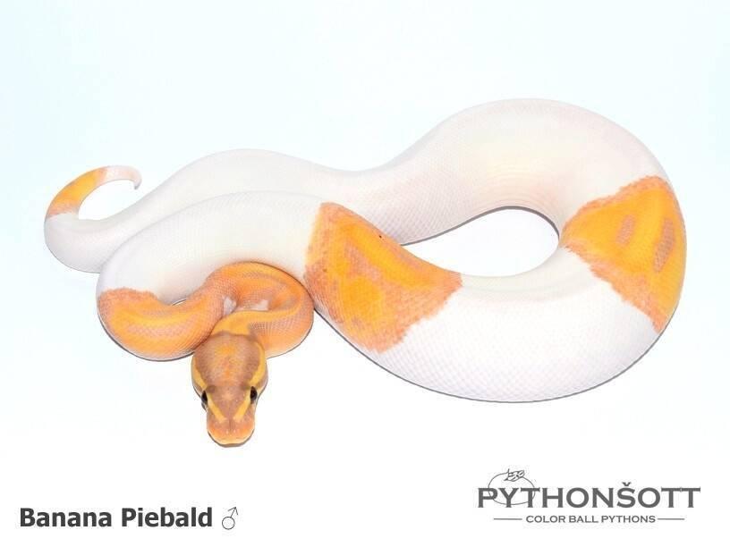 !!! UPRAVENÉ CENY !!! Krajta královská - mláďata