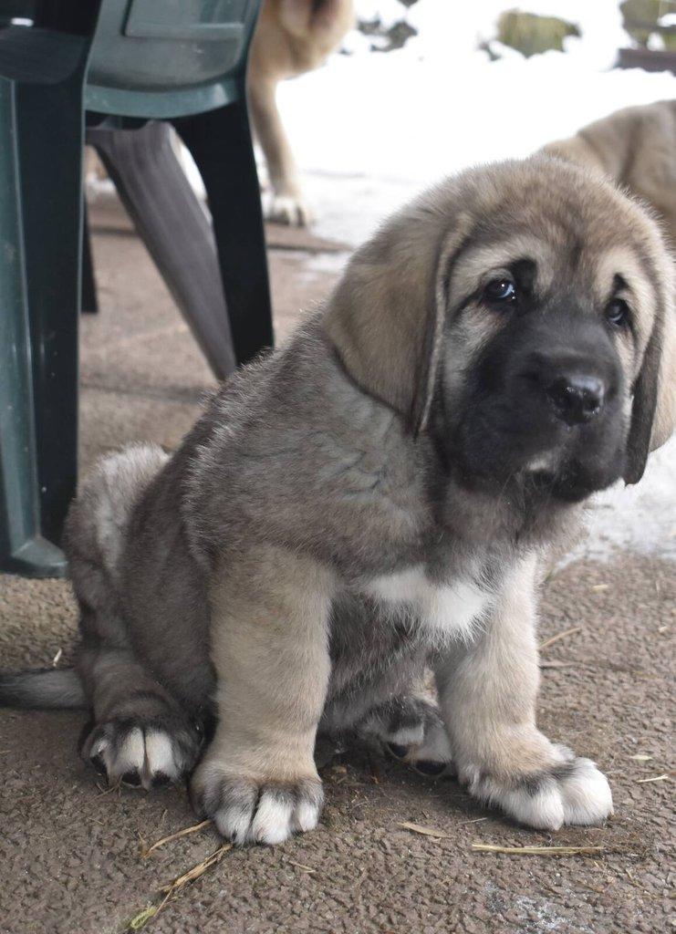 Španělský mastin - Mastin Espaňol máme k odběru krásné fenky