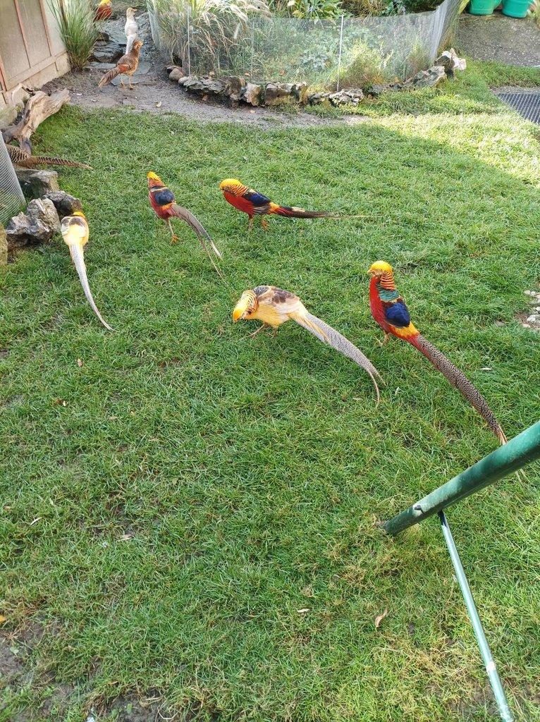 Prodám bažanty zlatožluté, zlaté