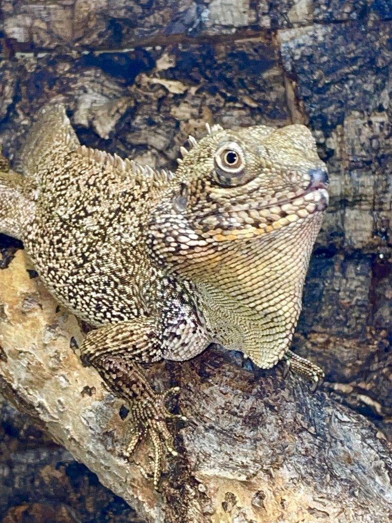 1,0 hypsilurus bruijnii