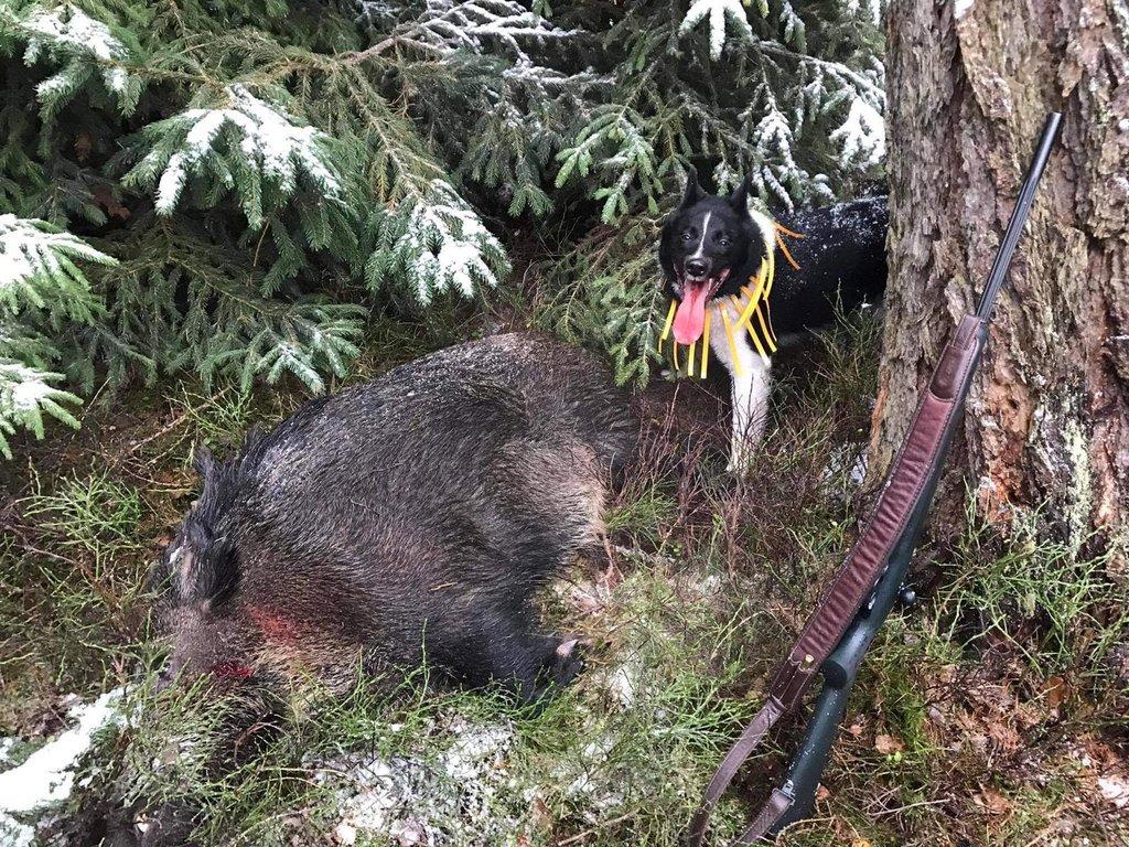 Ruskoevropská lajka