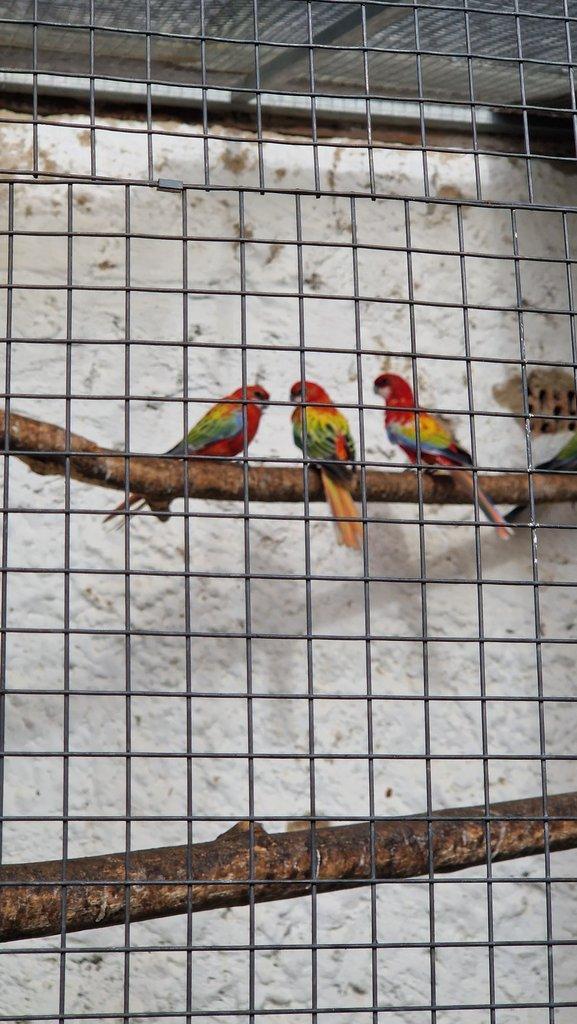 Prodam rosely zlaty opalin