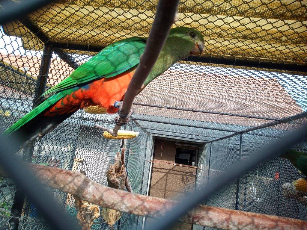 Papoušek královský