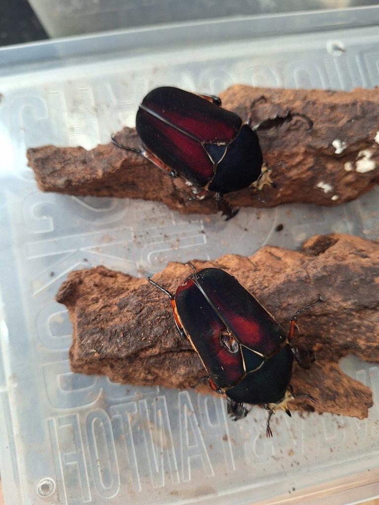 Mecynorrhina ugandensis