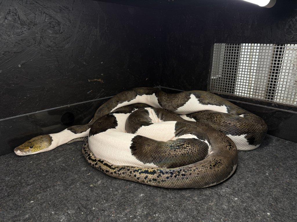 Pied 100% het albino