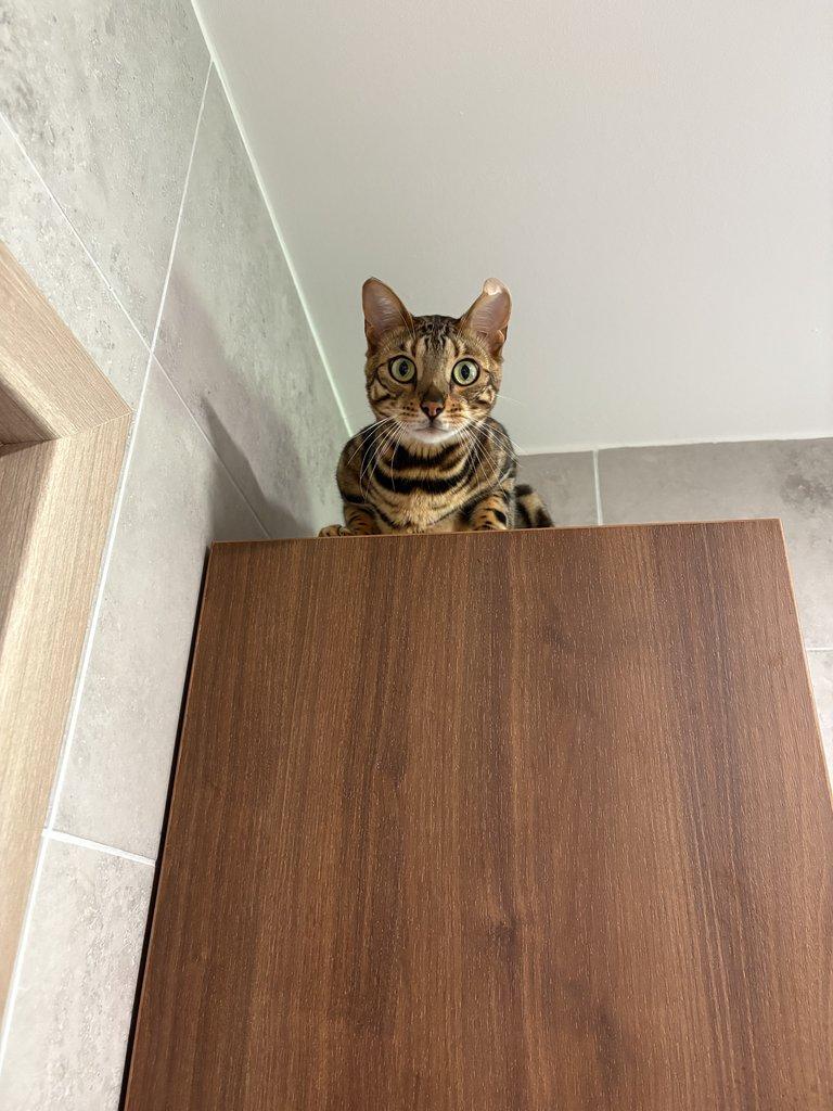 Bengálská kočka - kocourek s PP