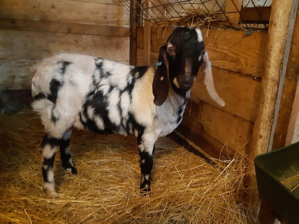 anglonubijský kozlík 100%