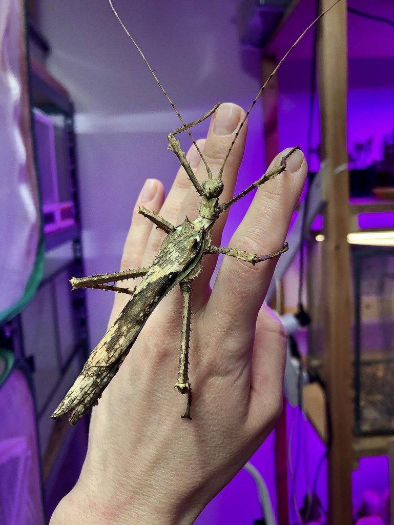 Heteropteryx dilatata - Strašilka obrovská