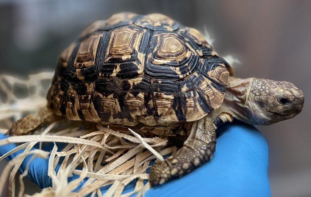 ŽELVA SPEKEOVA (Kinixys spekii)