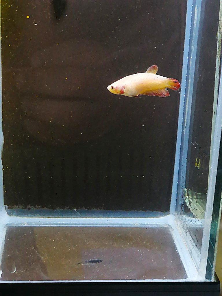 Betta Splendens - odchov