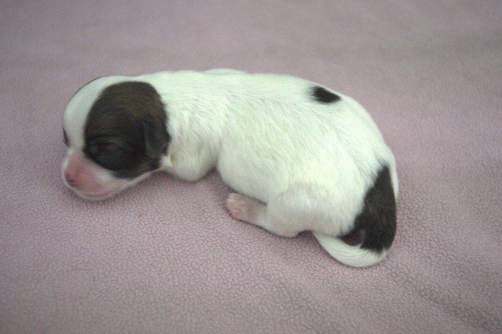 štěňata tibetského španěla