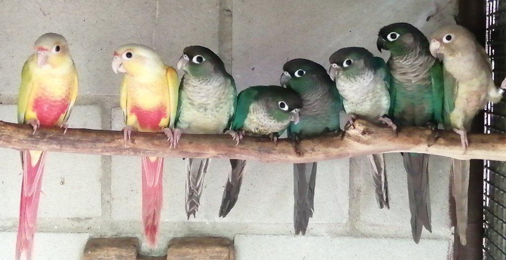 Pyrury zelenolící mutace