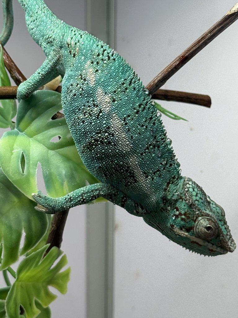 Nosy be samci 💙 Nosy be samice ❤️