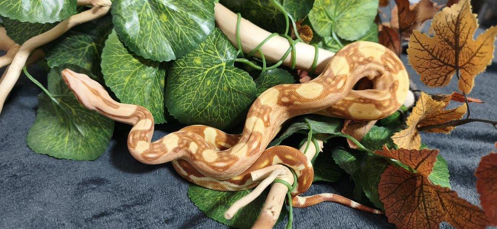 Boa constriktor sunglow