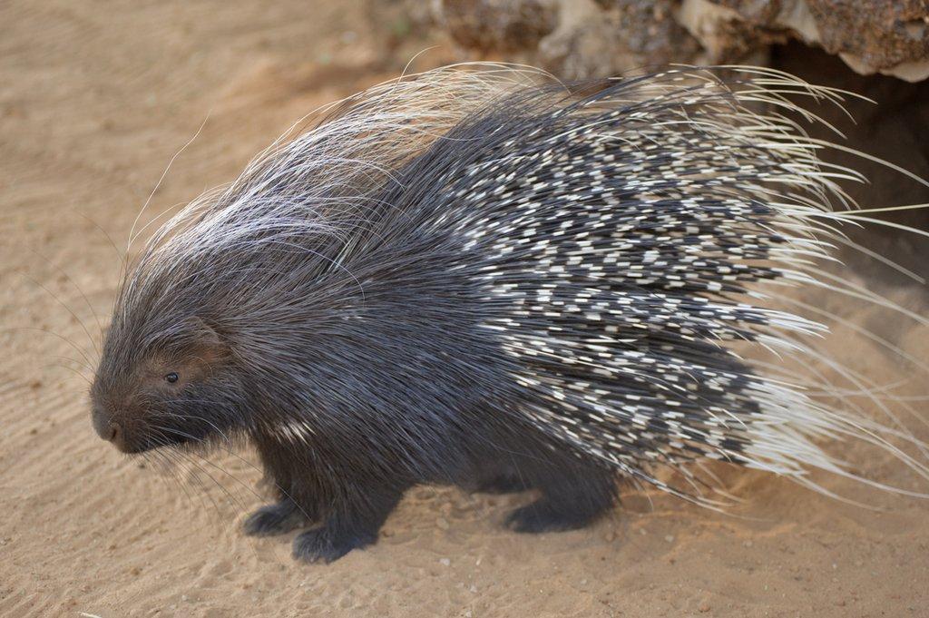Hledám dikobra chocholatého.