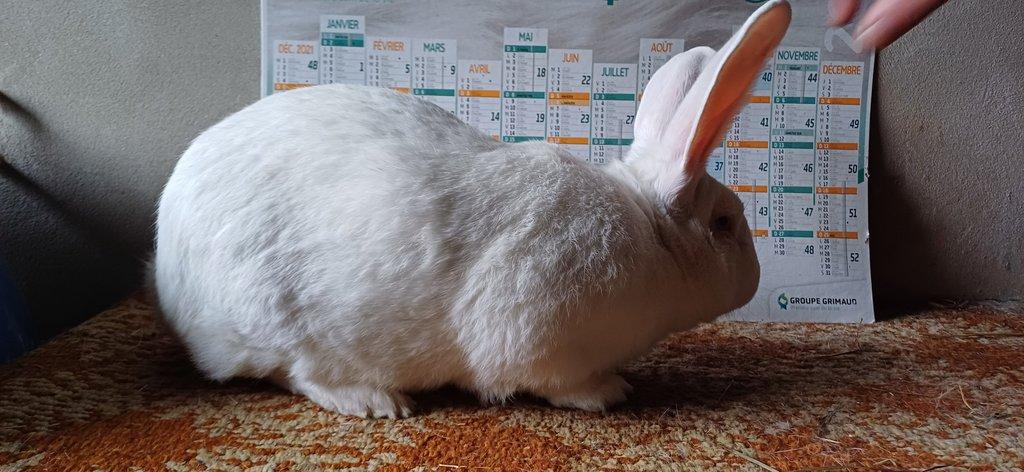 BROJLEROVÝ KRÁLÍCI HYLA - HYPLUS