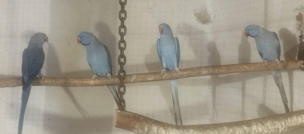 Alexandr malý Violet 1.1