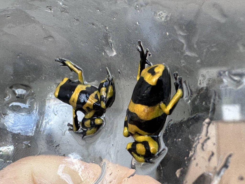 Dendrobates leucomelas