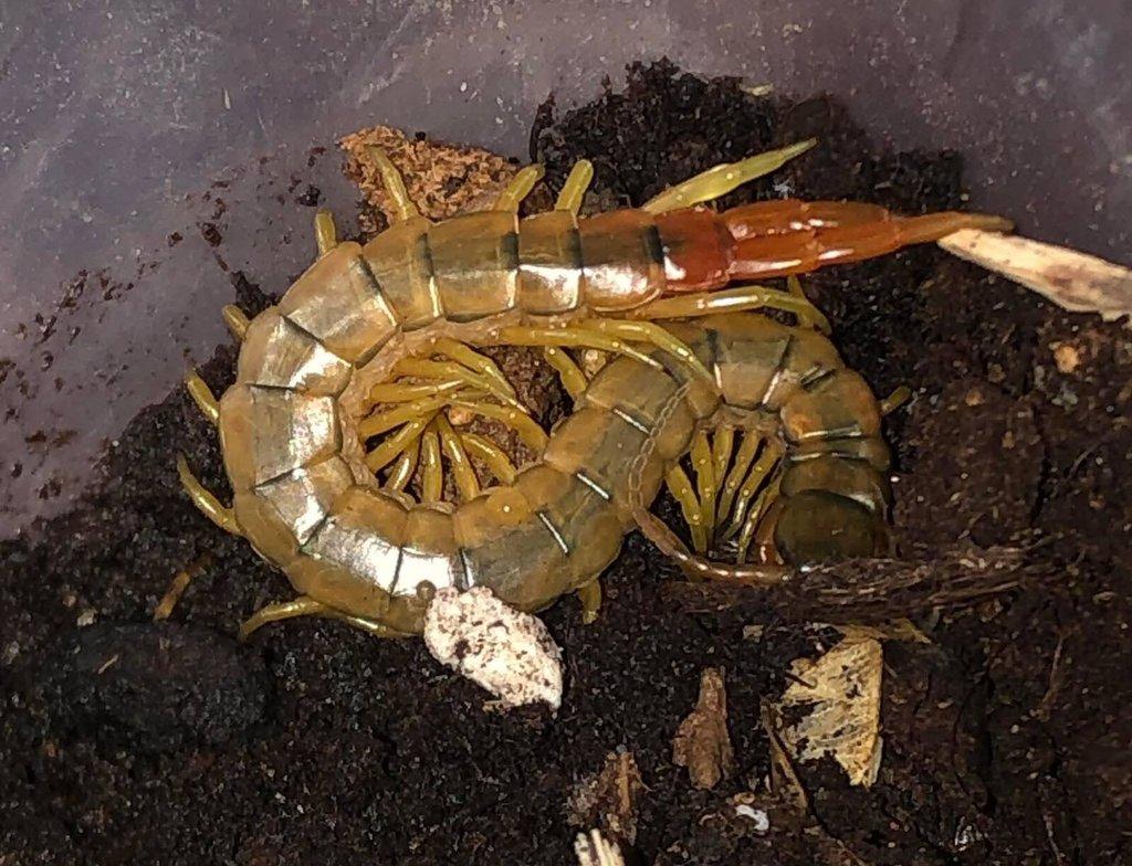 Stonoha páskovaná, mnohonožky