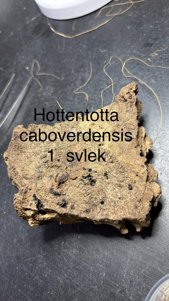 Štíři aktuální nabídka 21.4.