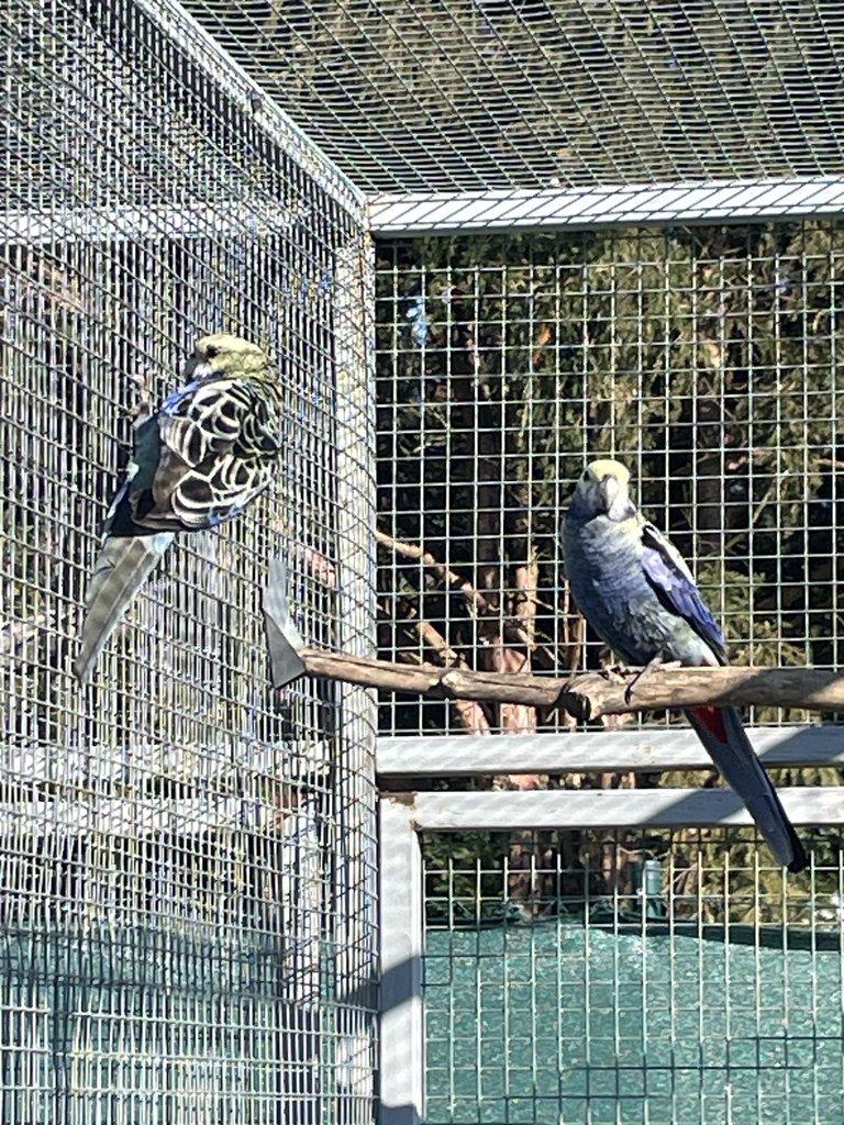 Rosela žlutohlavá modrolící