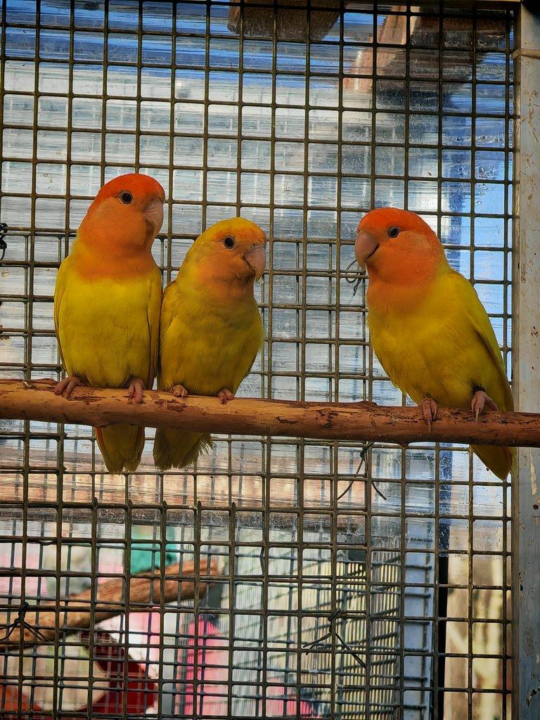 Agapornis růžohrdlý pár 2025 + DNA test