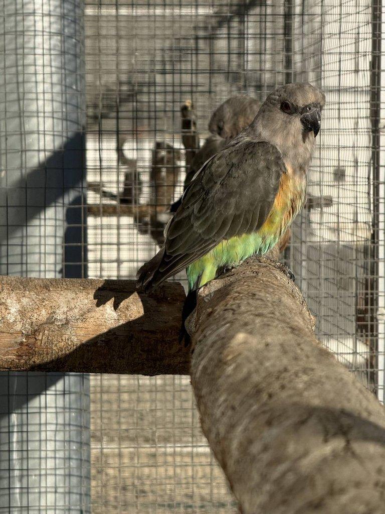 0.2 Papoušek červenobřichý (P. Rufiventris)