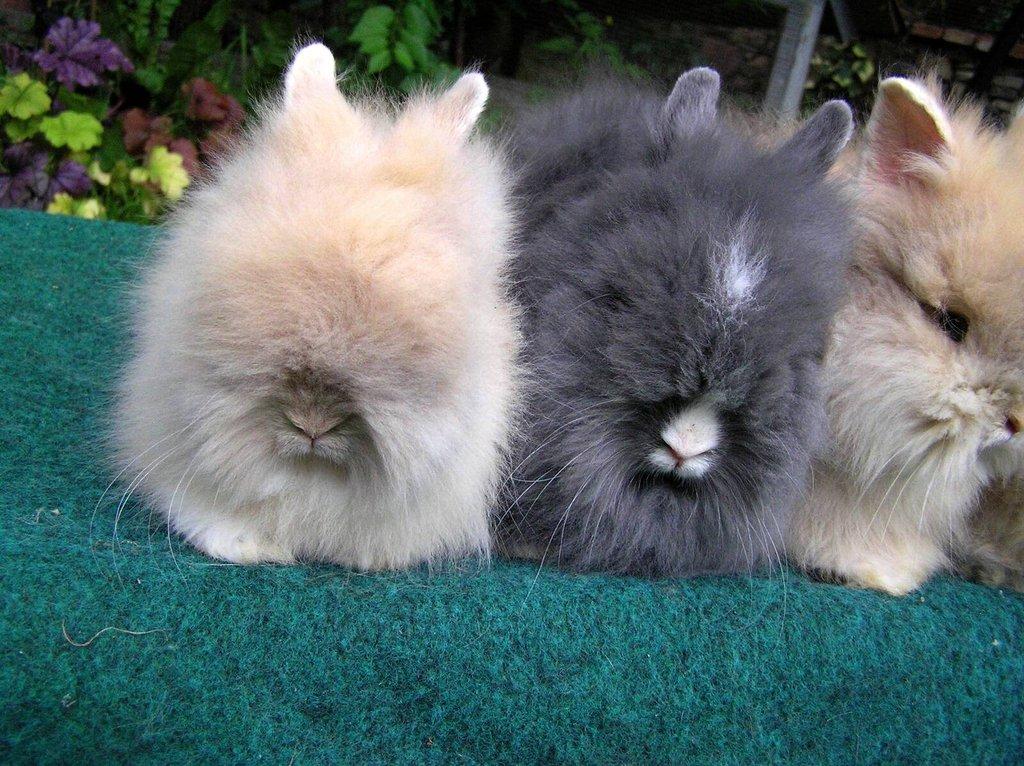 Teddy králíčci mláďata z kvalitního chovu