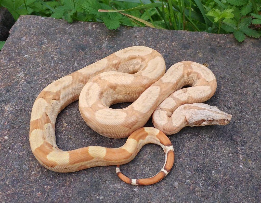 Boa imperator - Scoria Paradigm, IMG Arctic, IMG Paradigm