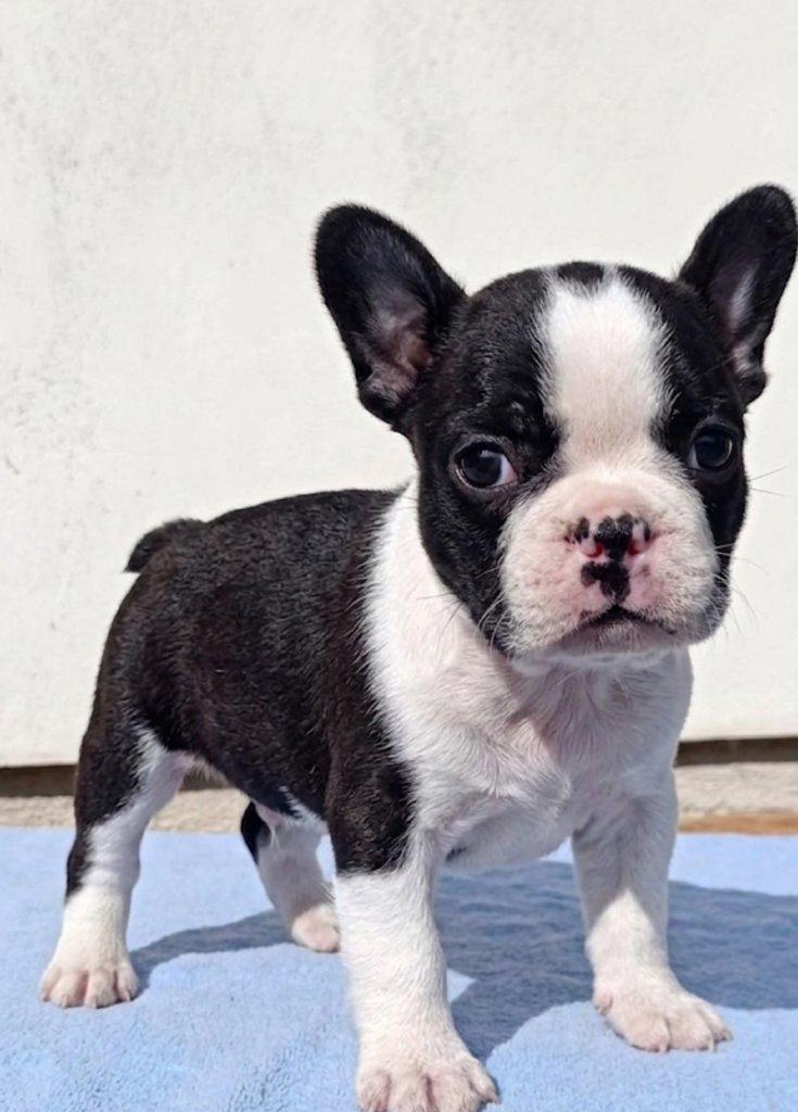 Bostonský teriér s PP FCI