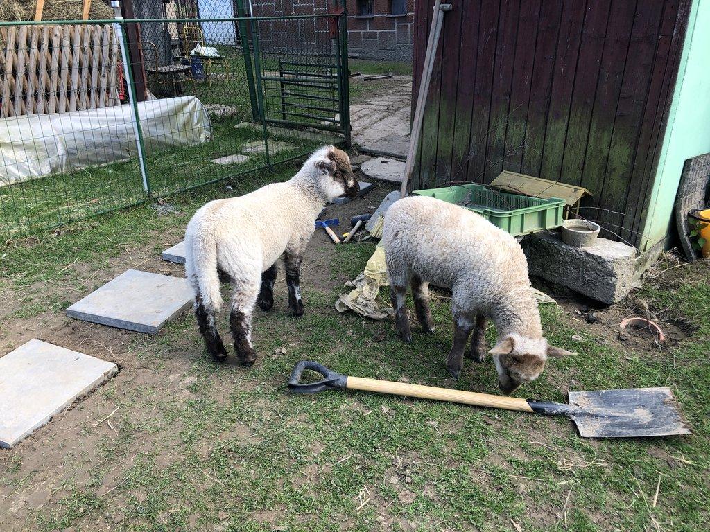 Ovečky na pasení i na mazlíčky