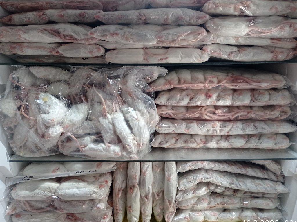 Prodám mražené myši