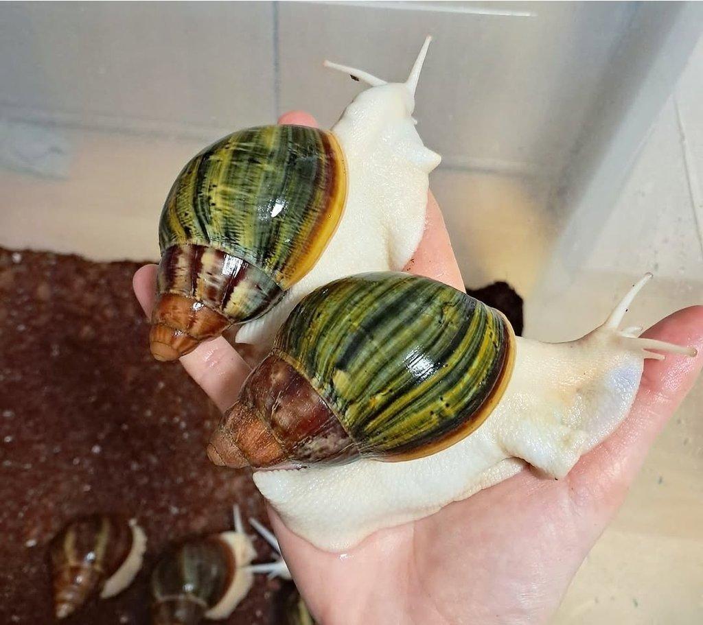 Archachatina Purpurea Ghana F2 albino body - africký šnek