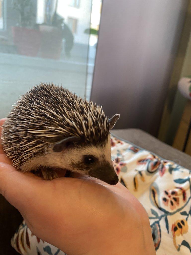 Africký pygmy ježek s PP - Chovatelská stanice Ježkovy voči