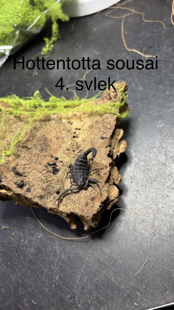 Štíři aktuální nabídka 21.4.