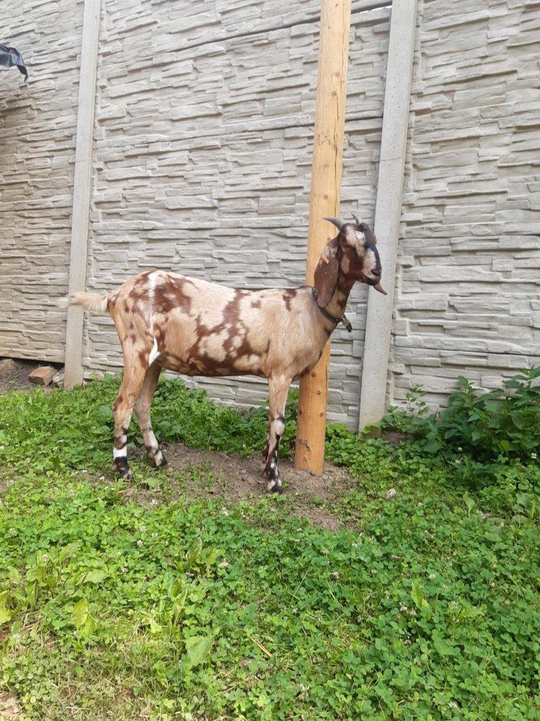 Anglonubijská koza podílová s POP