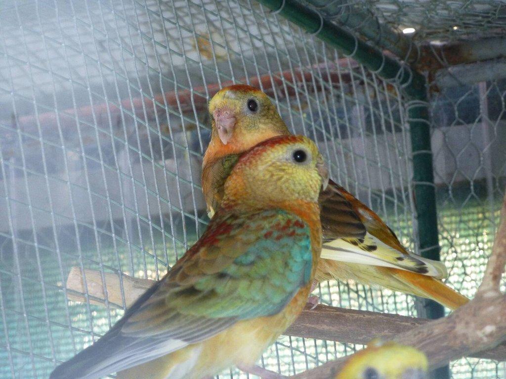 Prodám papoušek zpěvavý